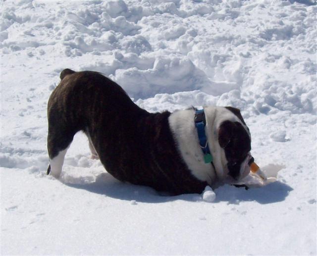 Tank male olde english bulldogge