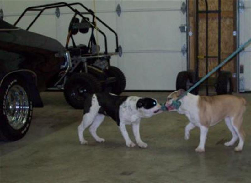 olde english bulldogges