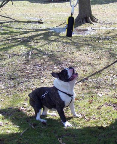 Tank male olde english bulldogge