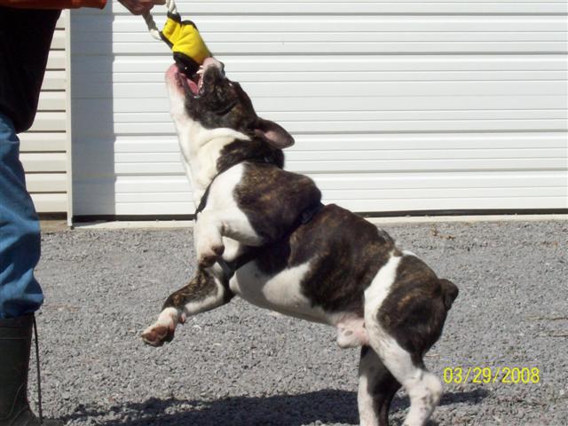 Tank male olde english bulldogge