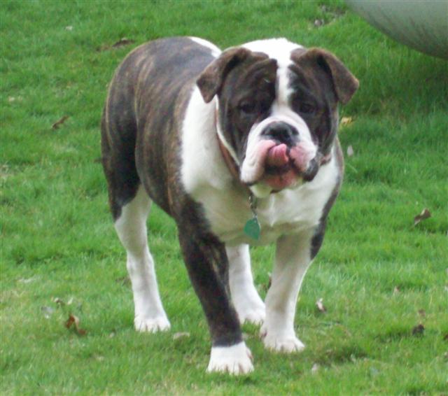 Tank male olde english bulldogge