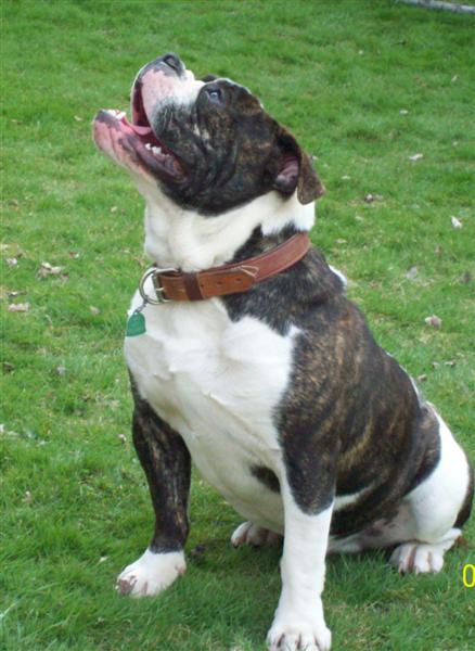 Tank male Olde English Bulldogge