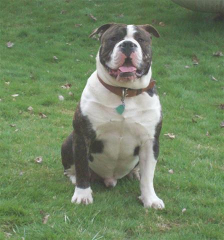 hermes olde english bulldogge