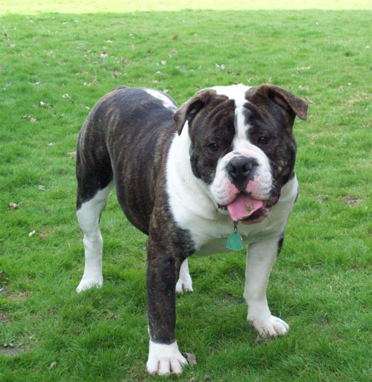 Tank male Olde English Bulldogge