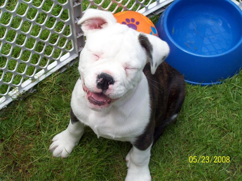 Maybull female olde english bulldogge