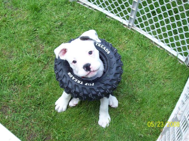 Maybull female olde english bulldogge