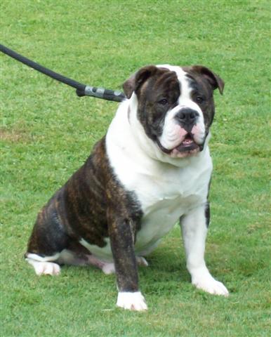 Tank male olde english bulldogge