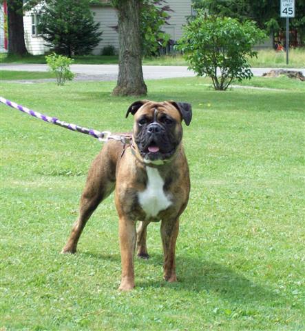 Bella female olde english bulldogge