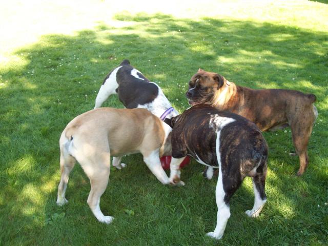 olde english bulldogges