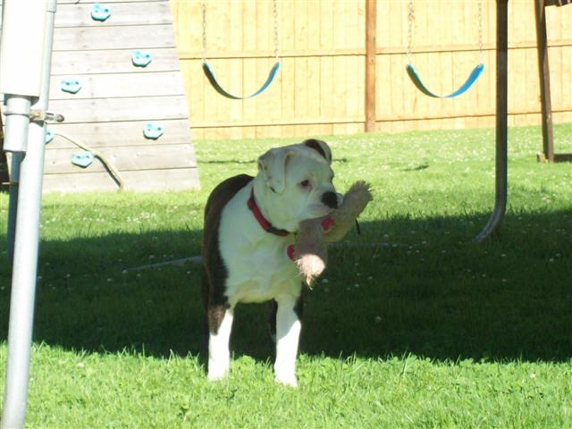 olde english bulldogge