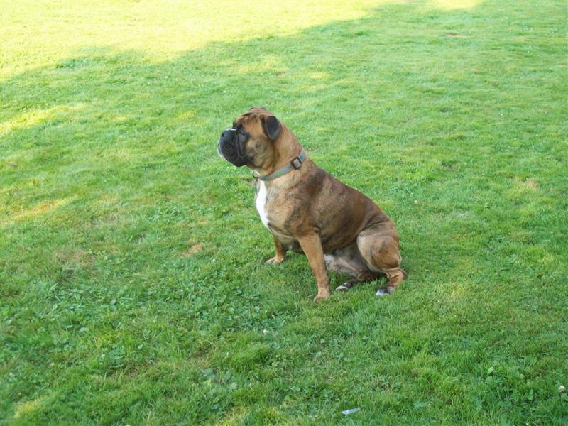 Bella female olde english bulldogge