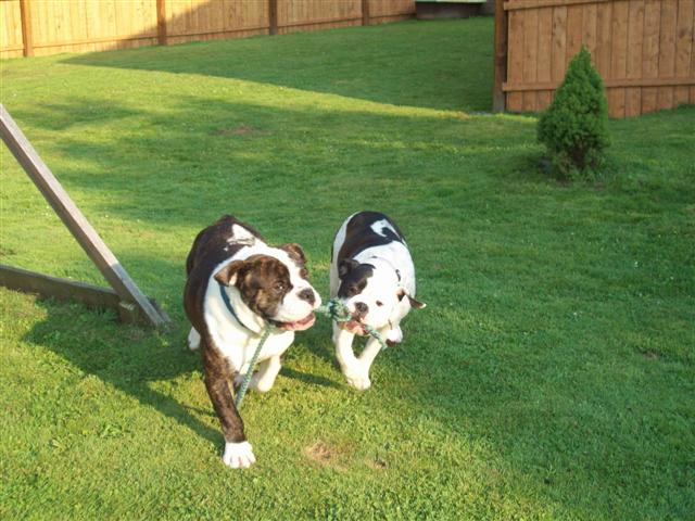 olde english bulldogges