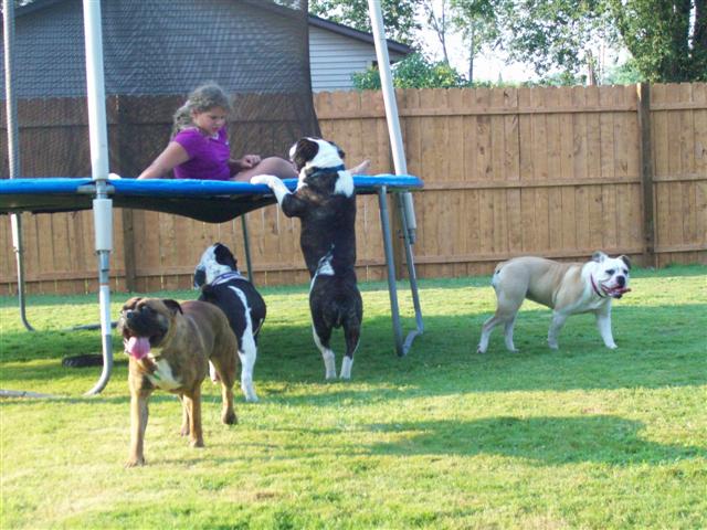 olde english bulldogges