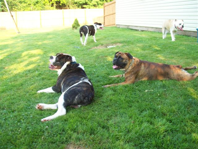 olde english bulldogges