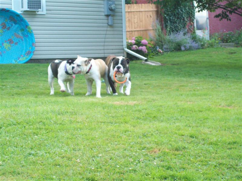 olde english bulldogges