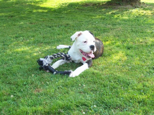 Maybull female olde english bulldogge