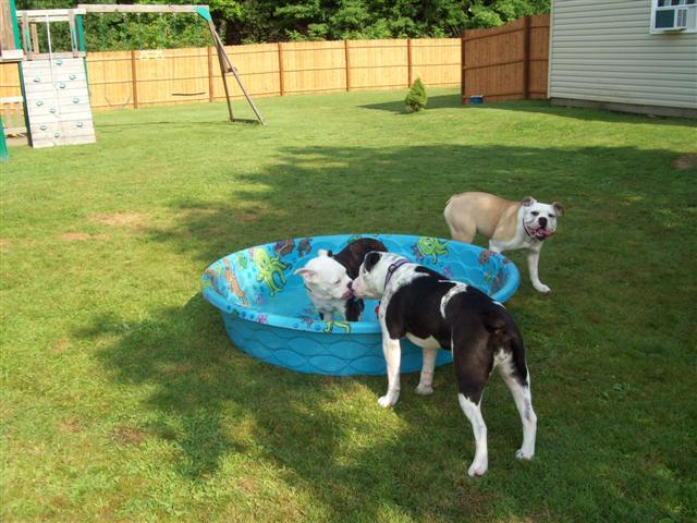 olde english bulldogges