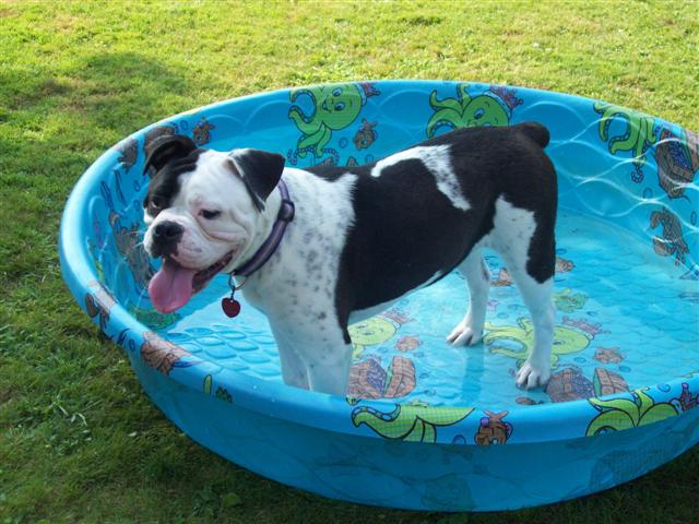 olde english bulldogge