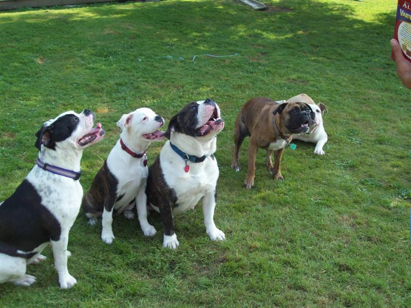 olde english bulldogges