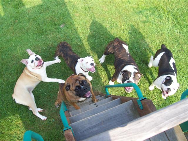 olde english bulldogges