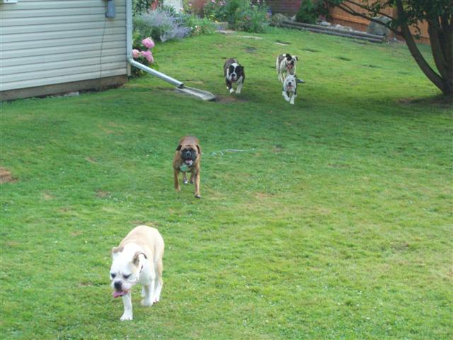 olde english bulldogges