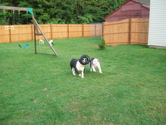 olde english bulldogges