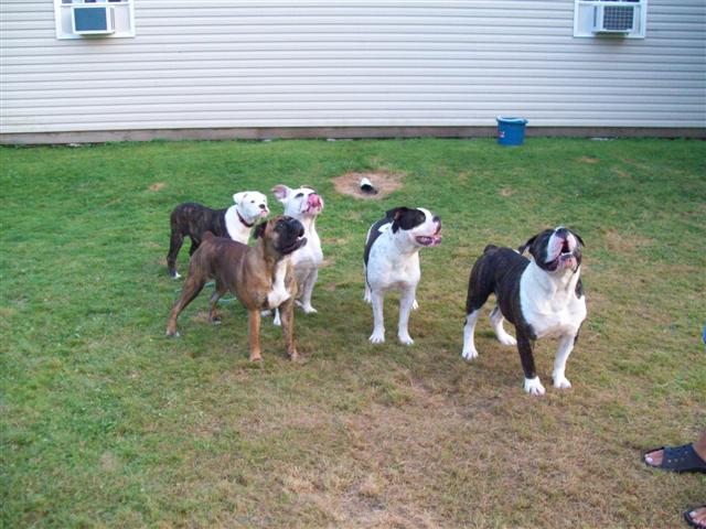 olde english bulldogges