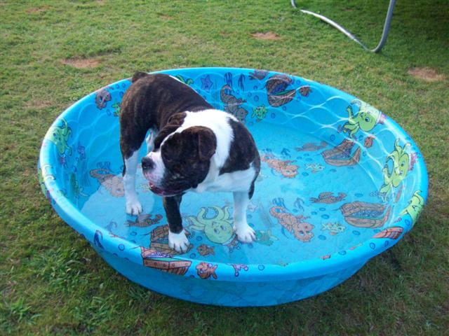 Tank male olde english bulldogge