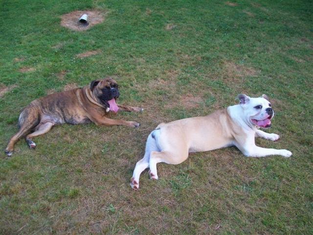 olde english bulldogges