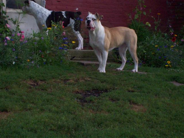 olde english bulldogges