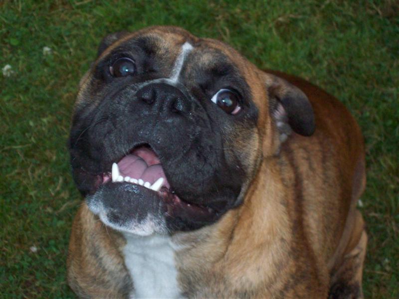 Bella female olde english bulldogge