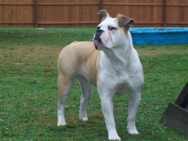 Chloe female olde english bulldogge
