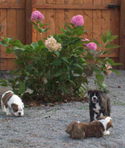 female olde english bulldogge puppies