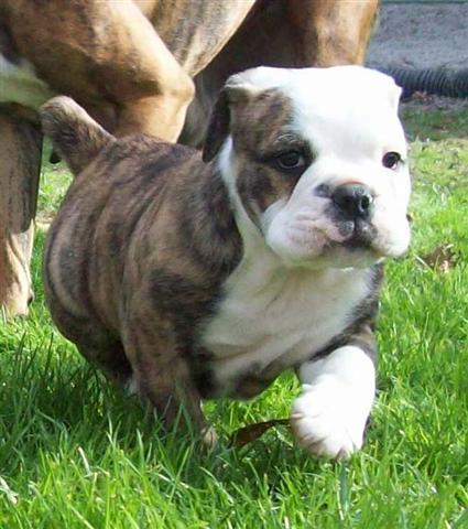  male olde english bulldogge puppy 