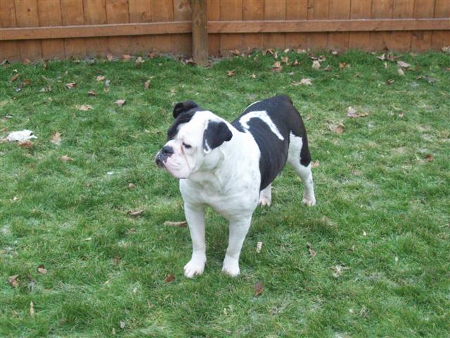 Sophie female Olde English Bulldogge