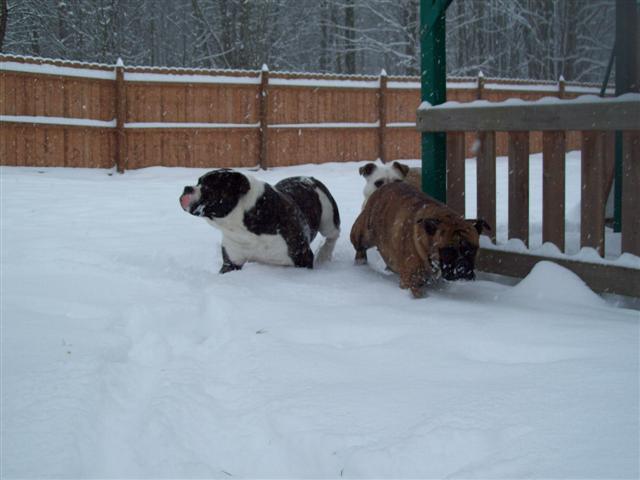 Olde English Bulldogges