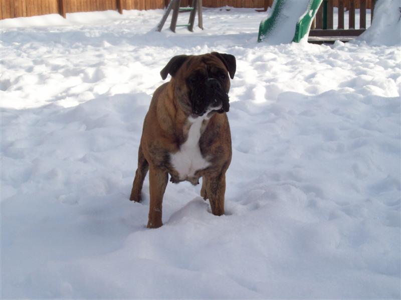 Bella female Olde English Bulldogge