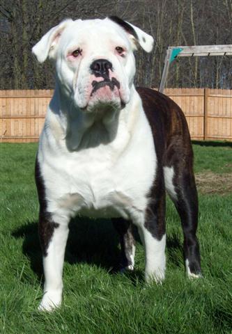 Maybull female Olde English Bulldogge