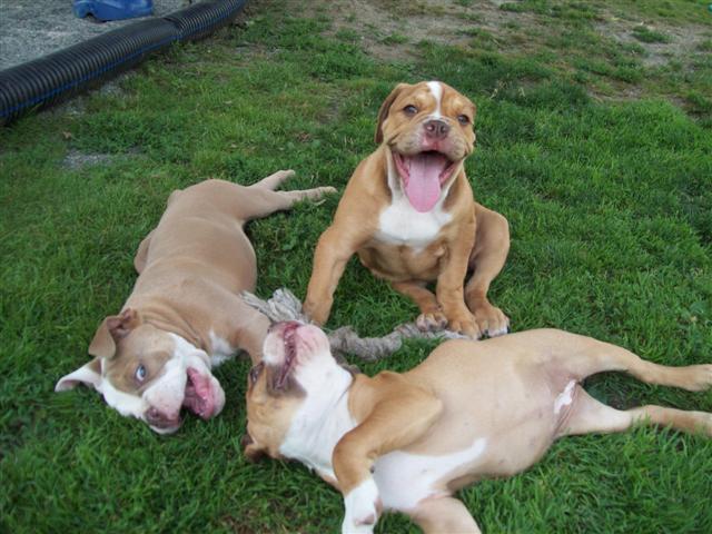 Magnus, Hannah Bull & Izzy Olde English Bulldogges