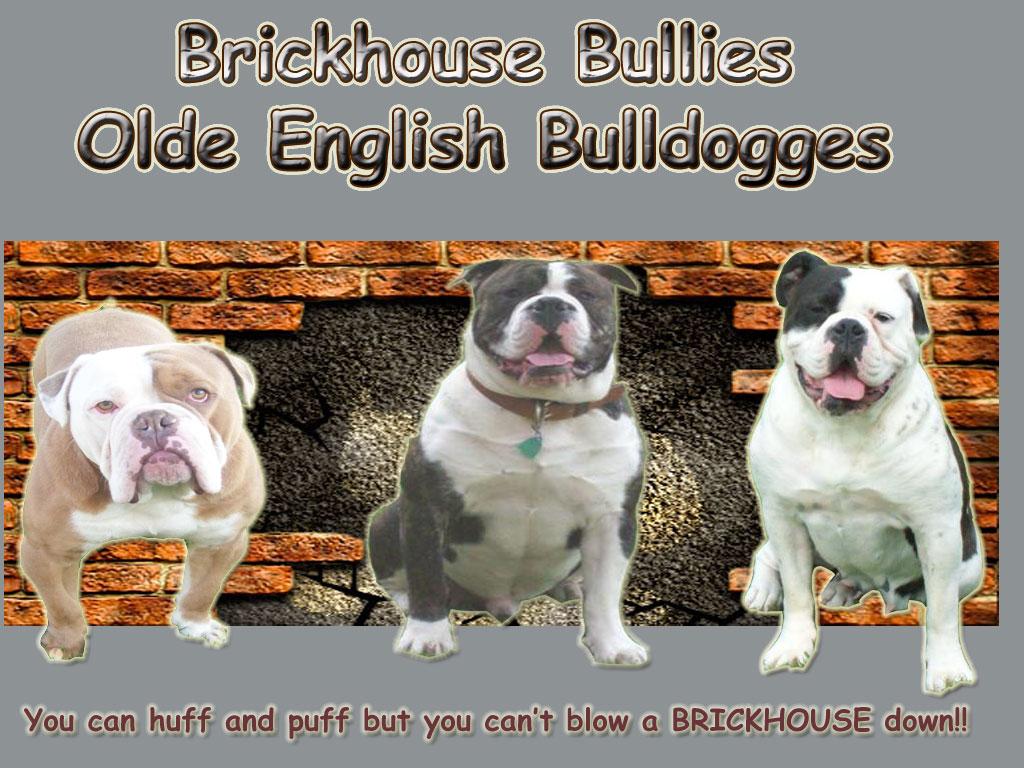 Brickhouse Bullies Olde English Bulldogges
