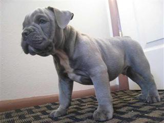 Blue Ice male Olde English Bulldogge