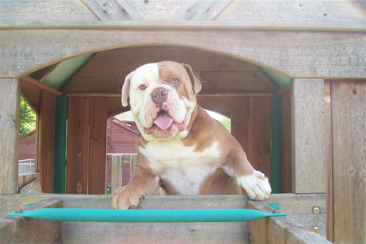 Magnus male Olde English Bulldogge