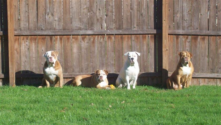 Magnus, Izzy, Paris & Hannah Bull Olde English Bulldogges