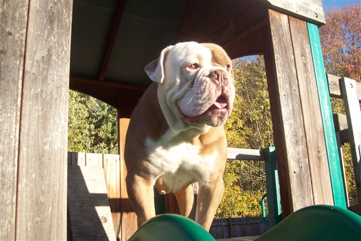 Magnus male Olde English Bulldogge