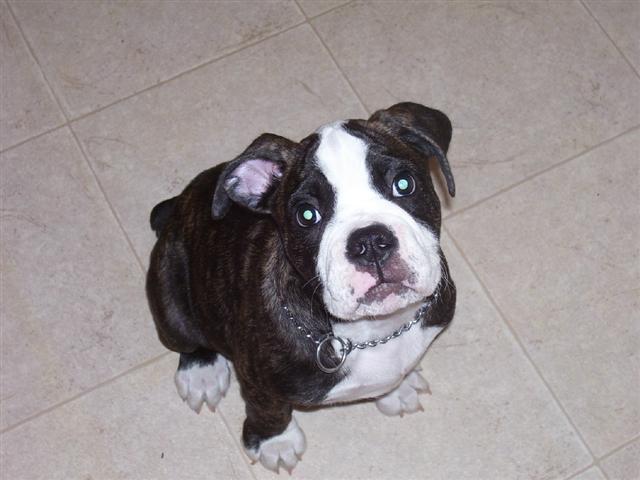 "Zeke" Olde English Bulldogge - lives in FL