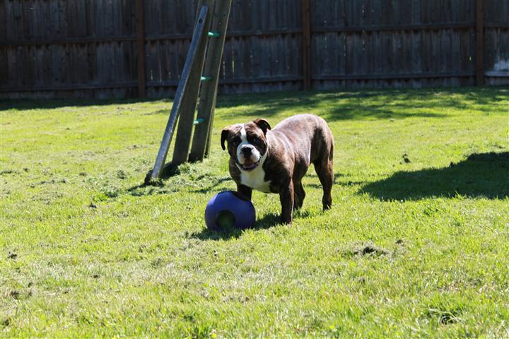 Roxy