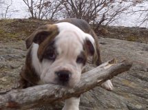 Millie in MA