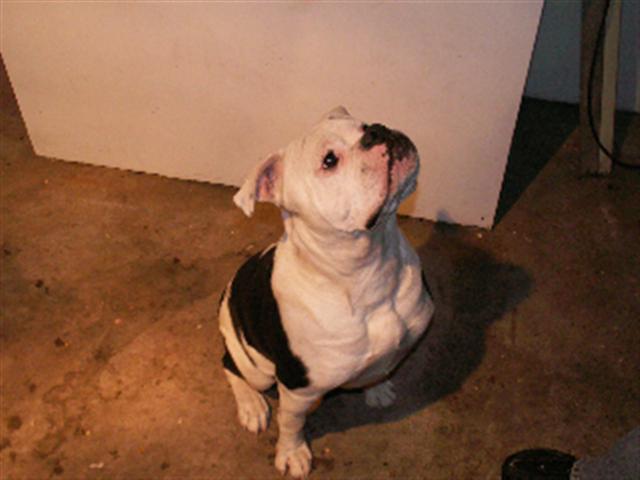 "Tank Jr" male Olde English Bulldogge lives in CT