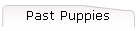 Past Puppies