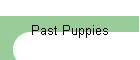 Past Puppies